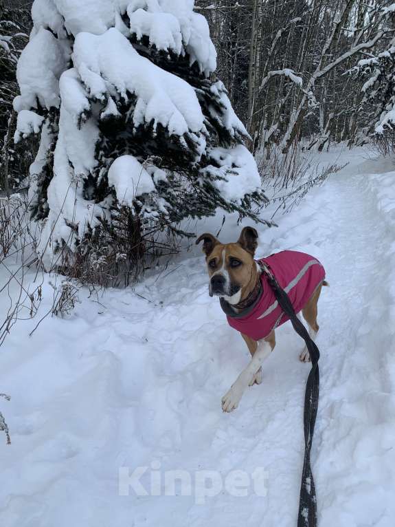 Собаки в Москве: Веселый молодой и послушный Стаффорд  Мальчик, Бесплатно - фото 9