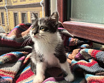 Кошки в Москве: Веселая Мазурка. Котенок 2,5 мес в добрые руки. Девочка, Бесплатно - фото 4