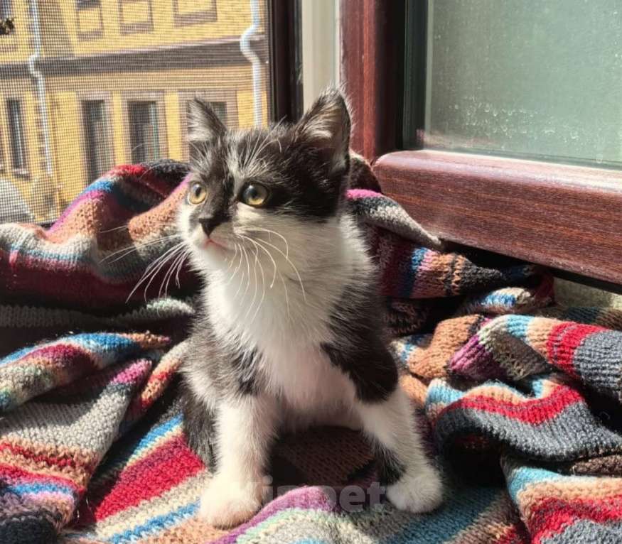 Кошки в Москве: Веселая Мазурка. Котенок 2,5 мес в добрые руки. Девочка, Бесплатно - фото 4