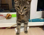 Кошки в Вологде: В добрые руки Девочка, Бесплатно - фото 1
