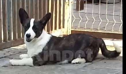 Собаки в Перми: Вельш-корги кардиган Девочка, Бесплатно - фото 1