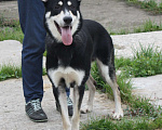 Собаки в Москве: Кекс в поисках своей родной семьи  Мальчик, Бесплатно - фото 4