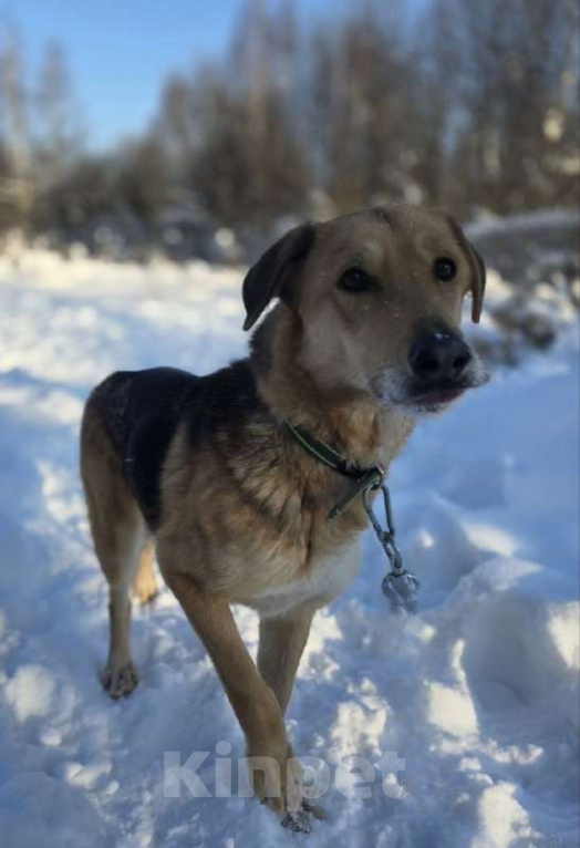 Собаки в Королеве: Нежная и доверчивая Лира. Девочка, Бесплатно - фото 5