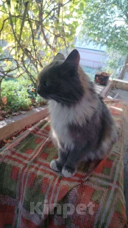 Кошки в Курске: Найдена кошка Девочка, Бесплатно - фото 3