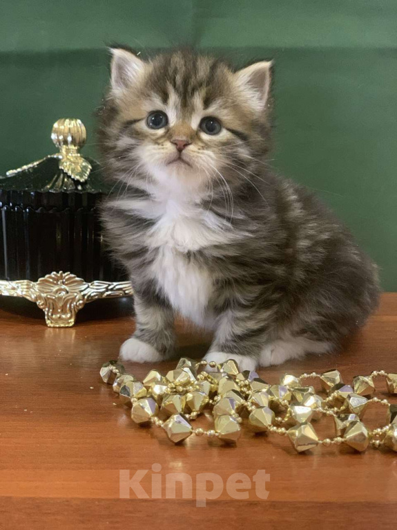 Кошки в Перми: Сибирские кошечки Девочка, 40 000 руб. - фото 5