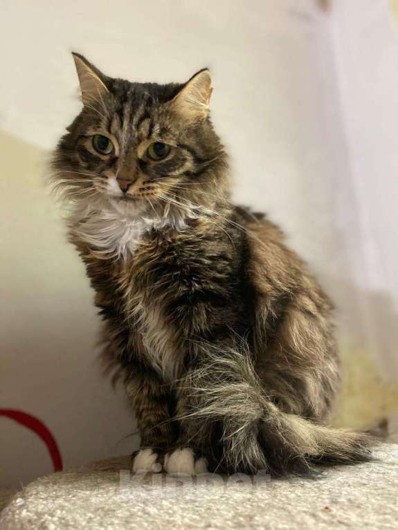 Кошки в Москве: Пушистая кошка в добрые руки Девочка, Бесплатно - фото 9