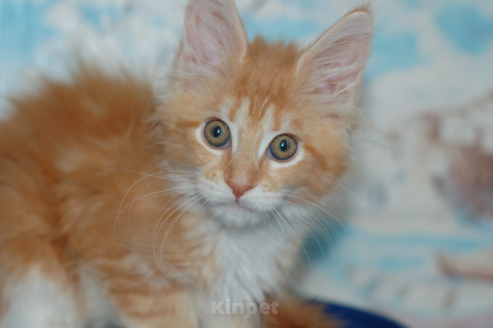 Кошки в Сызрани: Мейн-кун, 15 000 руб. - фото 1