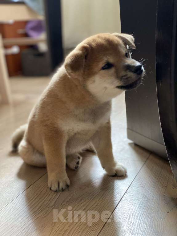 Собаки в Санкт-Петербурге: Щенок сиба-ину мальчик Мальчик, 70 000 руб. - фото 7
