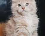 Кошки в Камызяке: Котенок Мейн кун, 25 000 руб. - фото 7