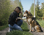 Собаки в Бронницах: Нежнющий Купер Мальчик, Бесплатно - фото 18