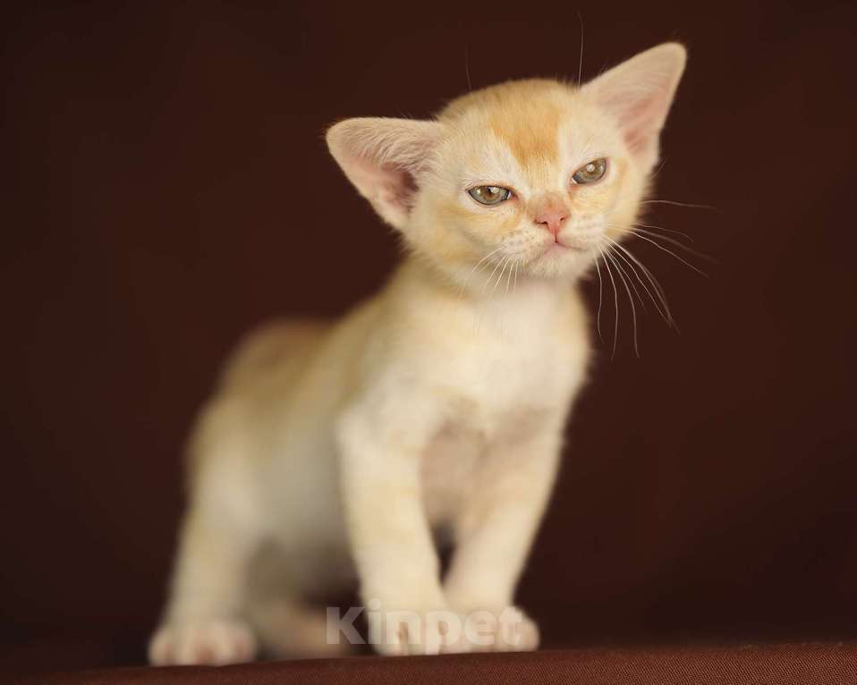 Кошки в Москве: Рыжий бурманский котик Мальчик, 100 000 руб. - фото 3