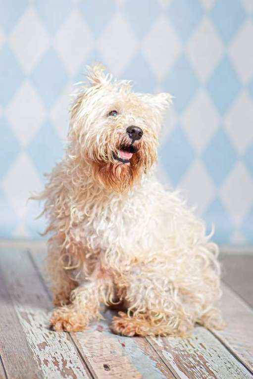 Собаки в Москве: Вест-хайленд-вайт-терьер Бату в добрые руки Мальчик, 1 руб. - фото 2