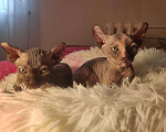 Кошки в Домодедово: Канадский сфинкс эльф котенок Мальчик, 20 000 руб. - фото 1