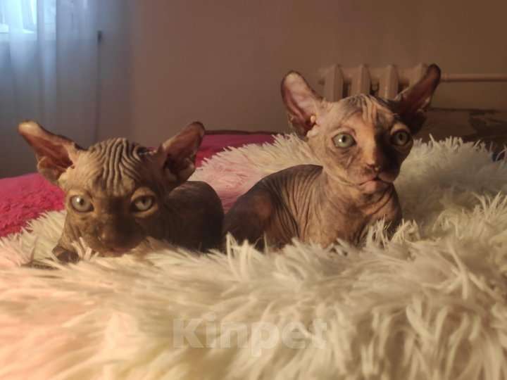 Кошки в Домодедово: Канадский сфинкс эльф котенок Мальчик, 20 000 руб. - фото 1