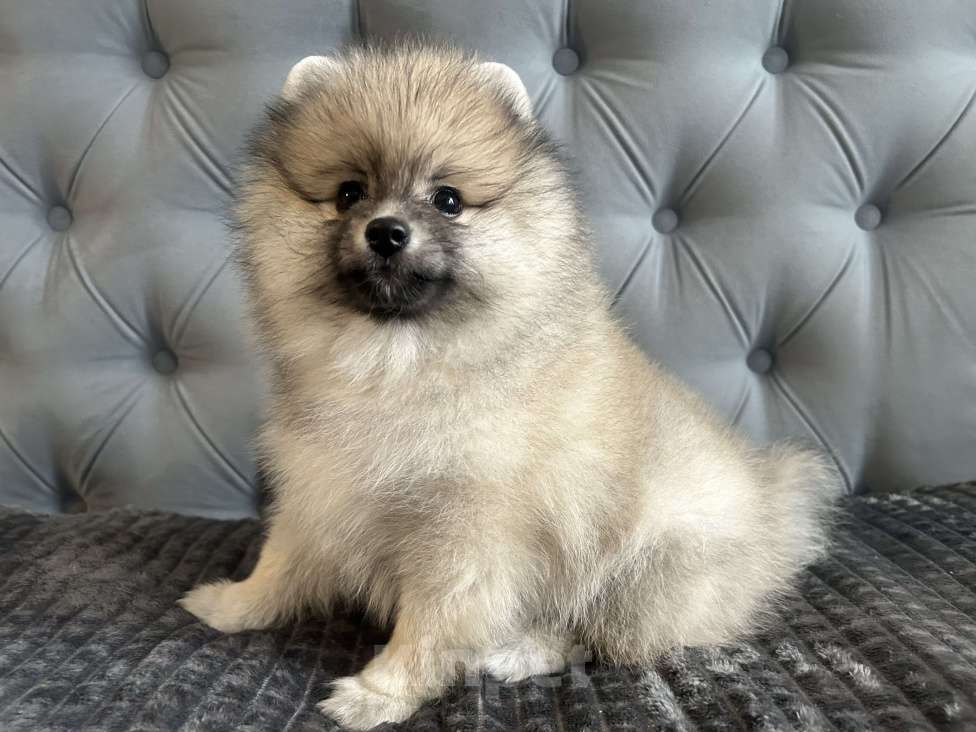 Собаки в Новосибирске: Немецкий шпиц, щенок. Мальчик, 32 000 руб. - фото 5