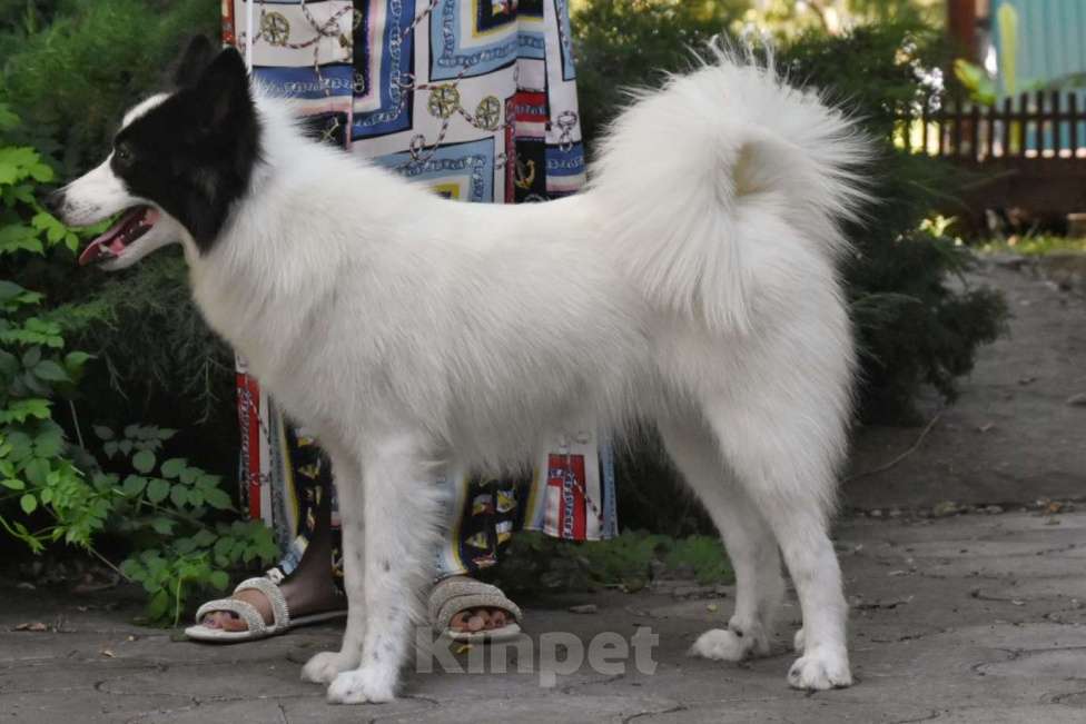 Собаки в Москве: Ненецкая оленегонная лайка. Кобель Центурион.  Мальчик, 60 000 руб. - фото 3