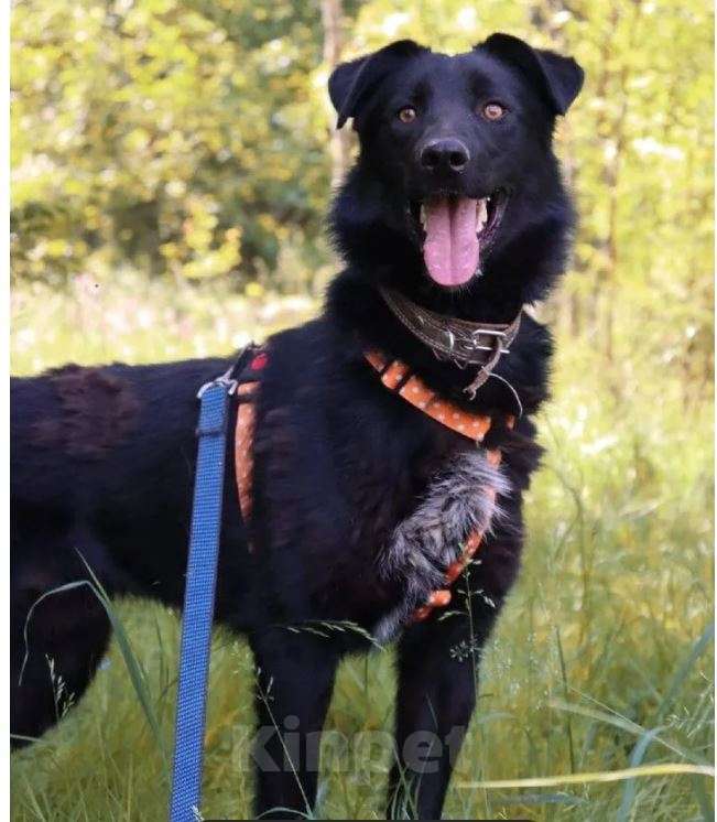 Собаки в Москве: Дени Мальчик, Бесплатно - фото 3