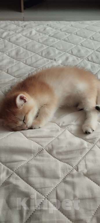 Кошки в Краснодаре: Золотая британская девочка в окрасе ny 25  Девочка, Бесплатно - фото 2