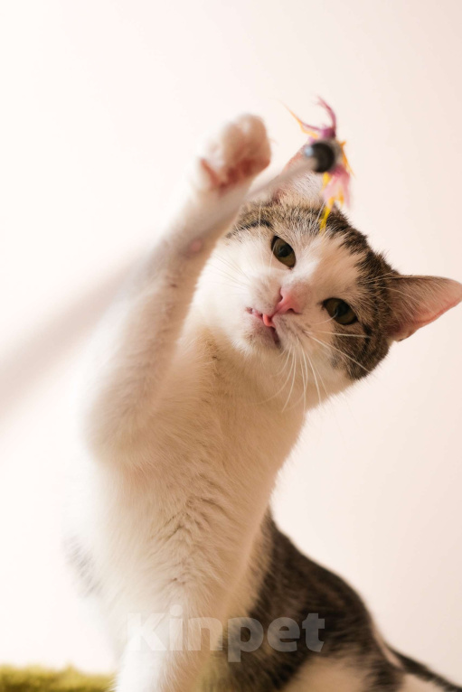 Кошки в Санкт-Петербурге: Кошка ищет дом Девочка, Бесплатно - фото 3