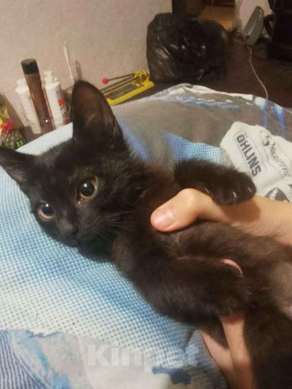 Кошки в Нижнем Новгороде: Котёнок уголёк Мальчик, Бесплатно - фото 2