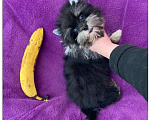 Собаки в Москве: Чёрный йорк девочка стандарт кукольная Девочка, 70 000 руб. - фото 2