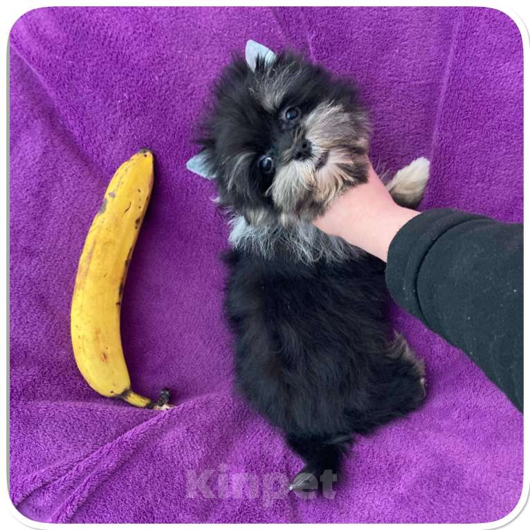 Собаки в Москве: Чёрный йорк девочка стандарт кукольная Девочка, 70 000 руб. - фото 2