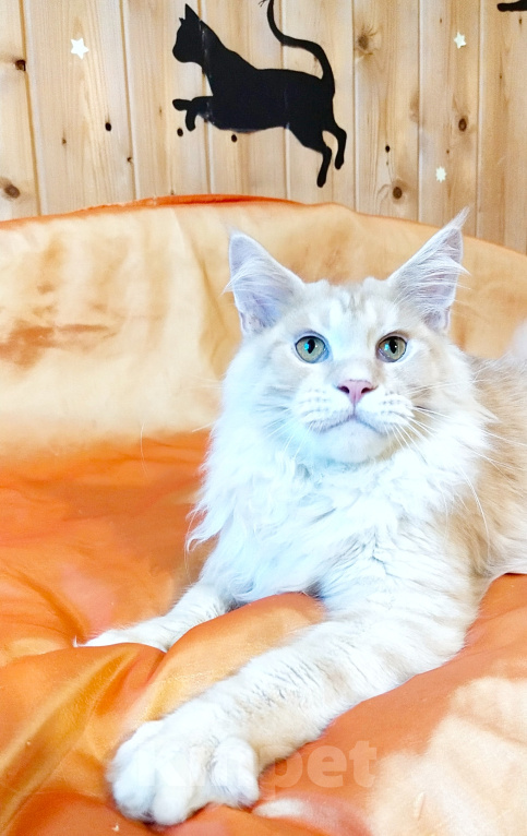 Кошки в Челябинске: 🔥🔥🔥МАЛЬЧИК МЕЙН-КУН ПИТОМНИК🔥🔥🔥 Мальчик, 25 000 руб. - фото 4