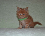 Кошки в Иркутске: Котята породы мейн-кун Девочка, 35 000 руб. - фото 4