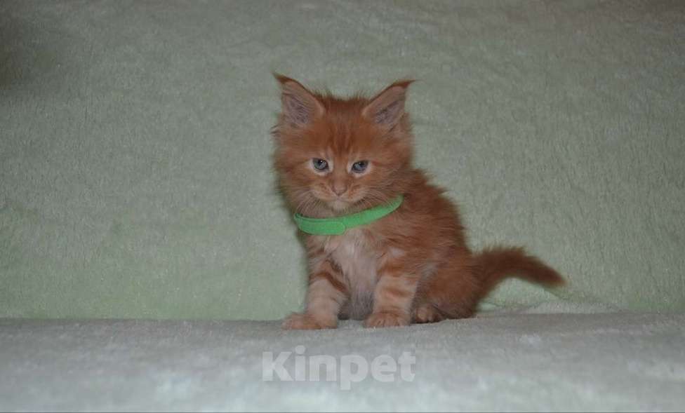 Кошки в Иркутске: Котята породы мейн-кун Мальчик, 30 000 руб. - фото 4