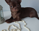 Собаки в Санкт-Петербурге: Красивая Чихуахуа Девочка, 50 000 руб. - фото 3