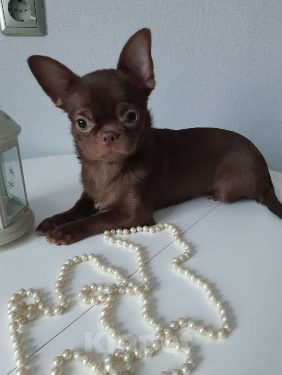 Собаки в Санкт-Петербурге: Красивая Чихуахуа Девочка, 50 000 руб. - фото 3