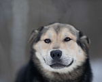 Собаки в Москве: Сладкий плюшка никак своих не нашел Мальчик, Бесплатно - фото 5