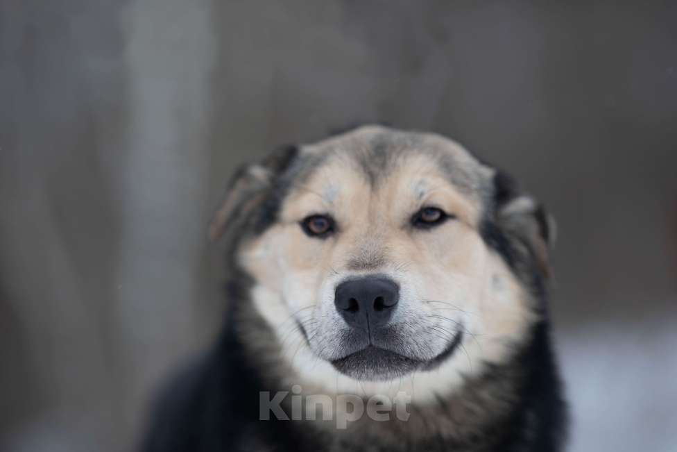 Собаки в Москве: Сладкий плюшка никак своих не нашел Мальчик, Бесплатно - фото 5