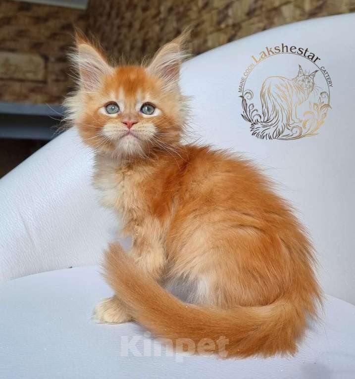Кошки в Москве: Котенок мейн кун из питомника  Мальчик, 80 000 руб. - фото 7