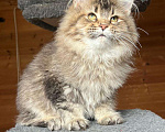 Кошки в Краснодаре: Котёнок породы мейн-кун Девочка, 20 000 руб. - фото 3