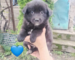 Собаки в Москве: Спасите щенков Мальчик, Бесплатно - фото 1
