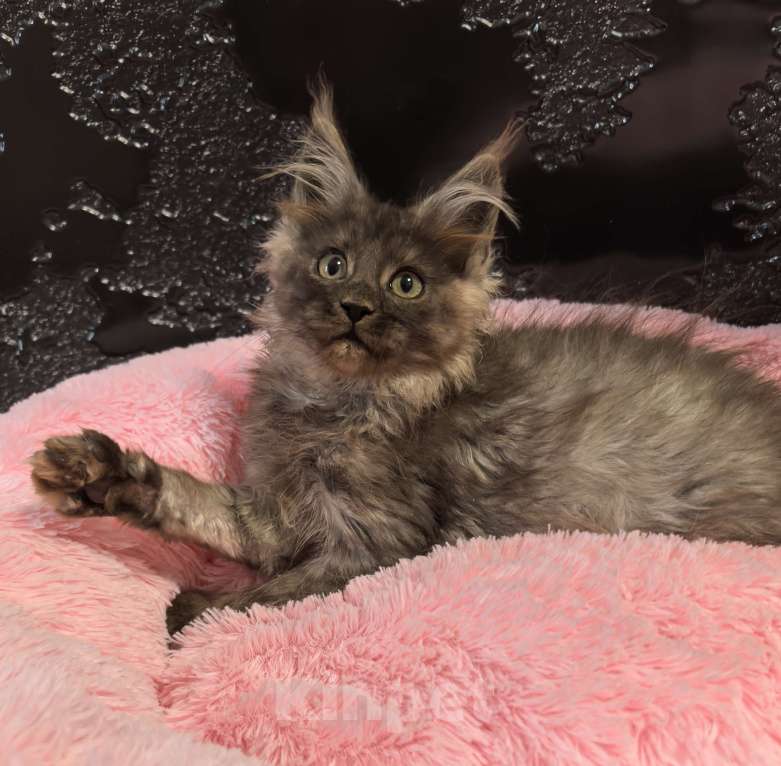 Кошки в Туле: Мейн Кун мальчик Мальчик, 45 000 руб. - фото 1