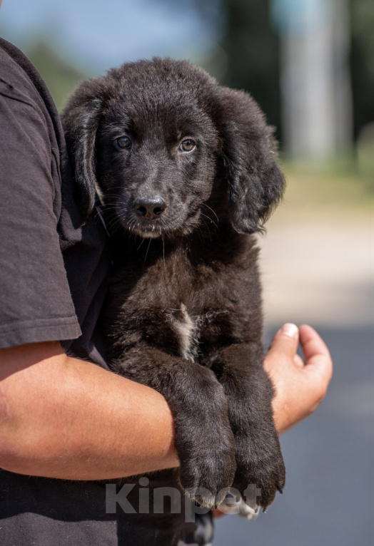 Собаки в других городах Владимирской области: 🐶 Лео — добрый малыш, который ждёт своих родителей! 🐶 Мальчик, Бесплатно - фото 5