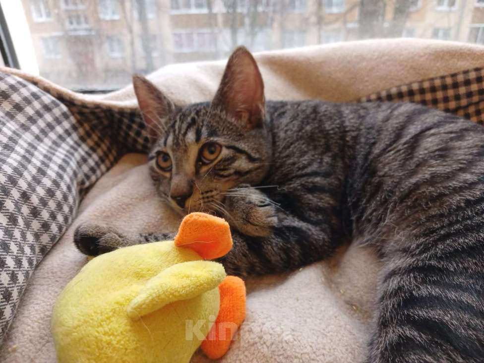 Кошки в Санкт-Петербурге: Ищет дом умный, спокойный кот-философ Мальчик, Бесплатно - фото 6