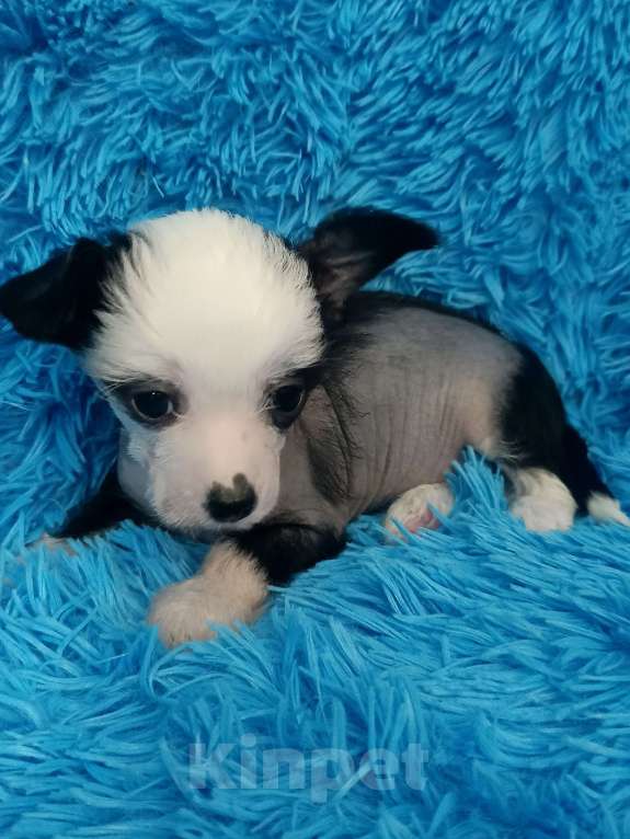 Собаки в Санкт-Петербурге: Девочка голая мини Девочка, 70 000 руб. - фото 6