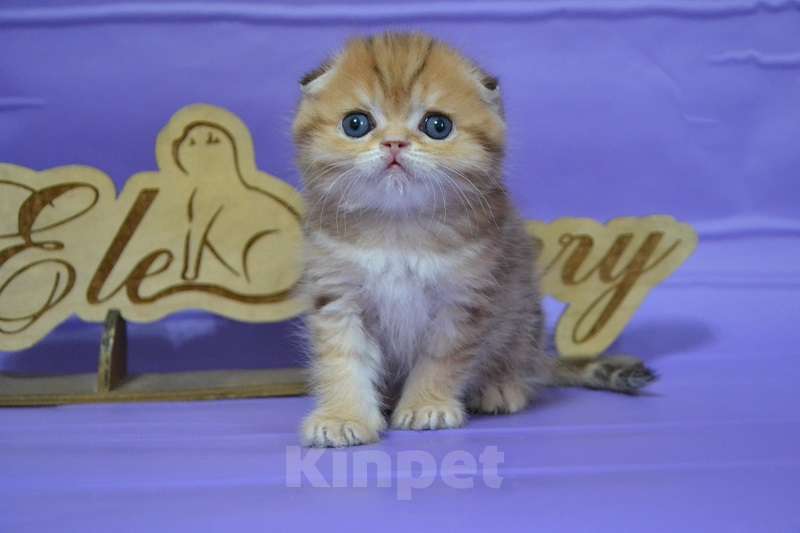 Кошки в Москве: Золотой мраморный мальчик Мальчик, 65 000 руб. - фото 2