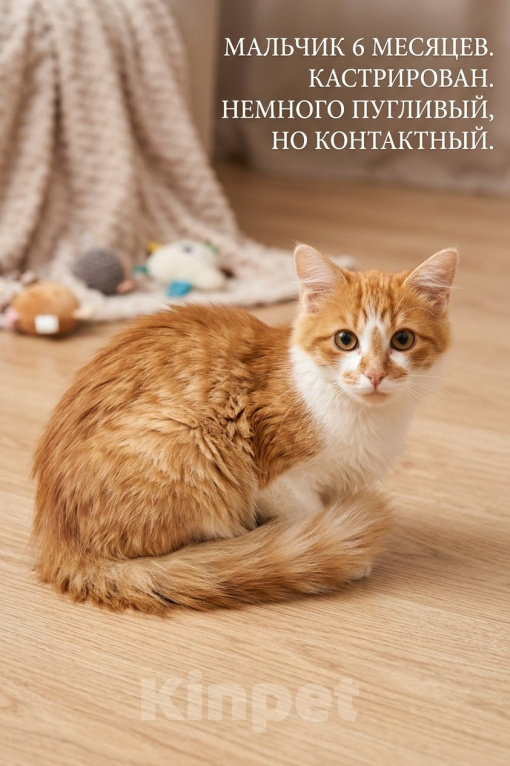 Кошки в Москве: В добрые руки: три черные кошечки Девочка, Бесплатно - фото 7