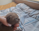 Кошки в Москве: Бурманские котята Мальчик, 50 000 руб. - фото 3