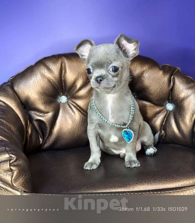 Собаки в Москве: Голубого окраса чудо мальчик чихуахуа  Мальчик, Бесплатно - фото 6