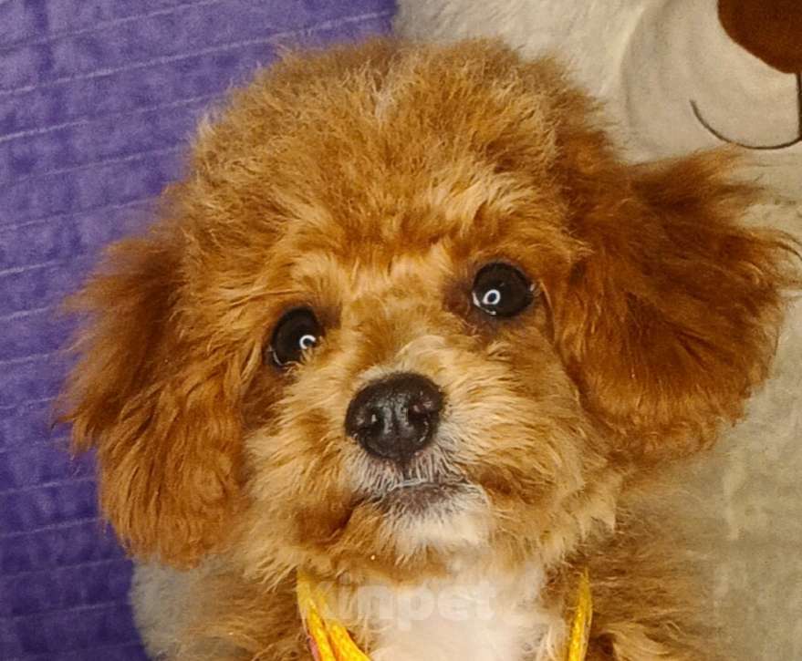 Собаки в Москве: Мальтипу ф1 мини мальчики Мальчик, 60 000 руб. - фото 3