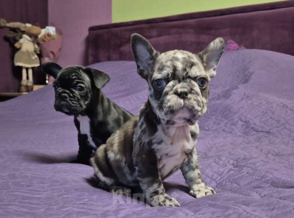 Собаки в Москве: Мальчик светлые глазки Мальчик, 65 000 руб. - фото 1