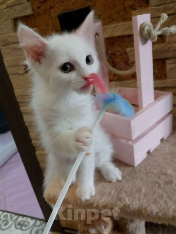 Кошки в Москве: Белые пушистики с голубыми глазами Девочка, Бесплатно - фото 4