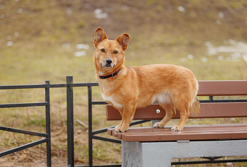 Объявление: Очень спокойная маленькая собачка-компаньон, Бесплатно, Санкт-Петербург