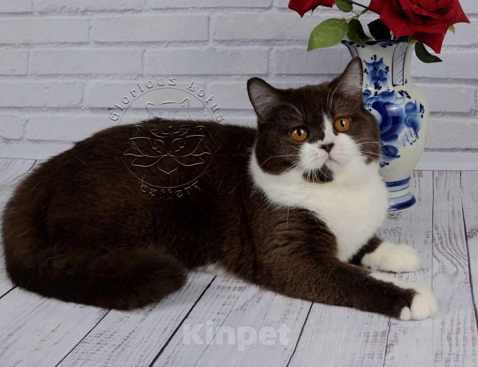 Кошки в Санкт-Петербурге: Британская кошечка с котёнкиной душой - шоколадный биколор Девочка, 6 000 руб. - фото 2