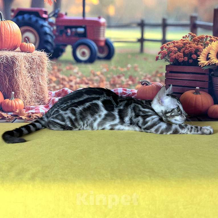 Кошки в Москве: Бенгальские котята серебро с родословной  Мальчик, Бесплатно - фото 8